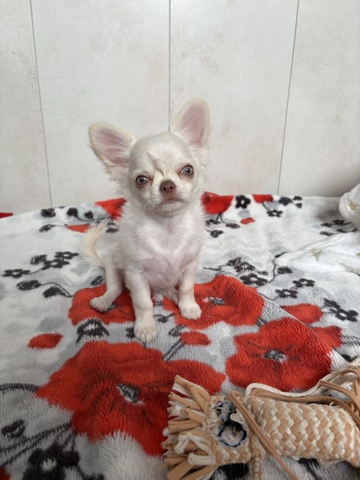 Chłopczyk chihuahua FCI xxs