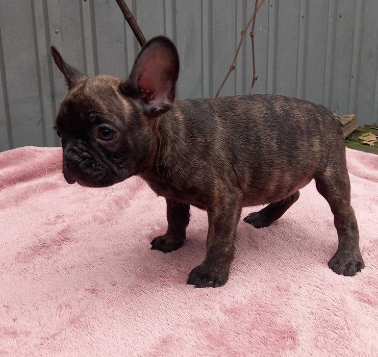 Мальчик французского бульдога