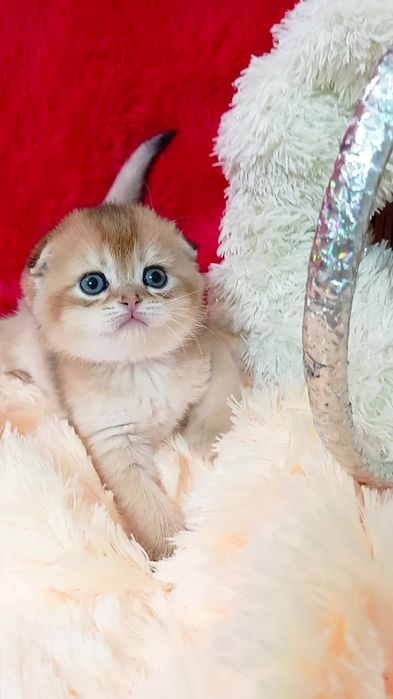 Идеальная вислоухая девочка золотая шиншилла