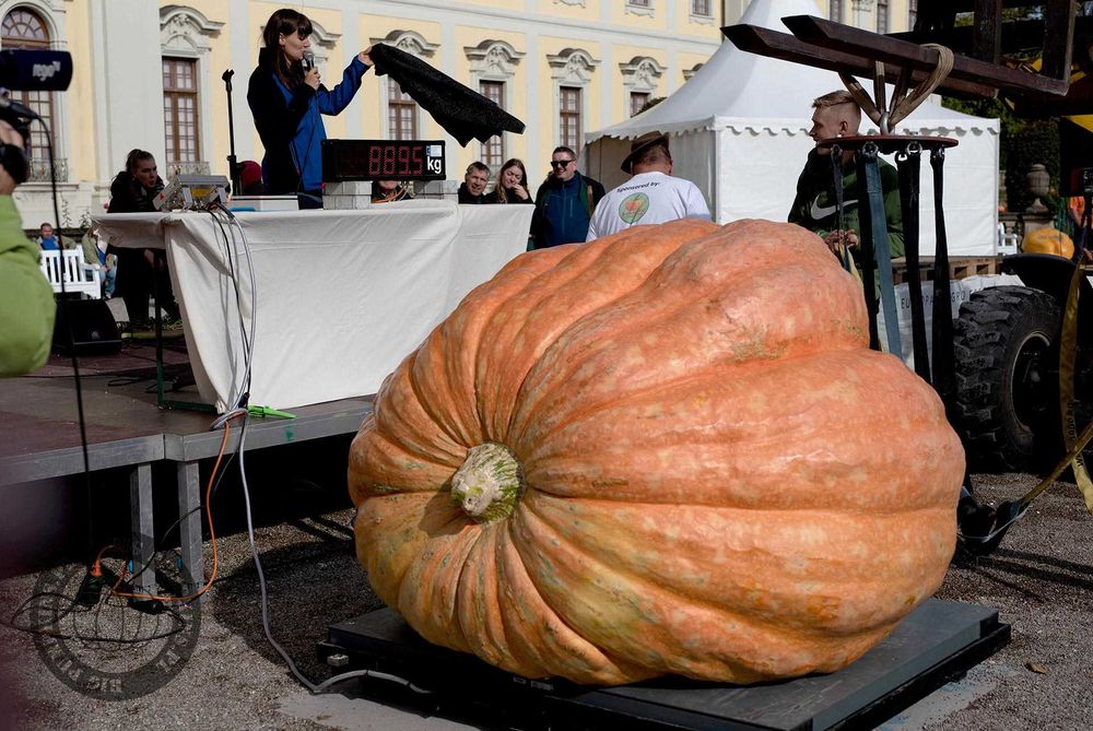 Dynia Olbrzymia 890,5kg - Nasiona, Zestaw - Największa w Polsce w 2024