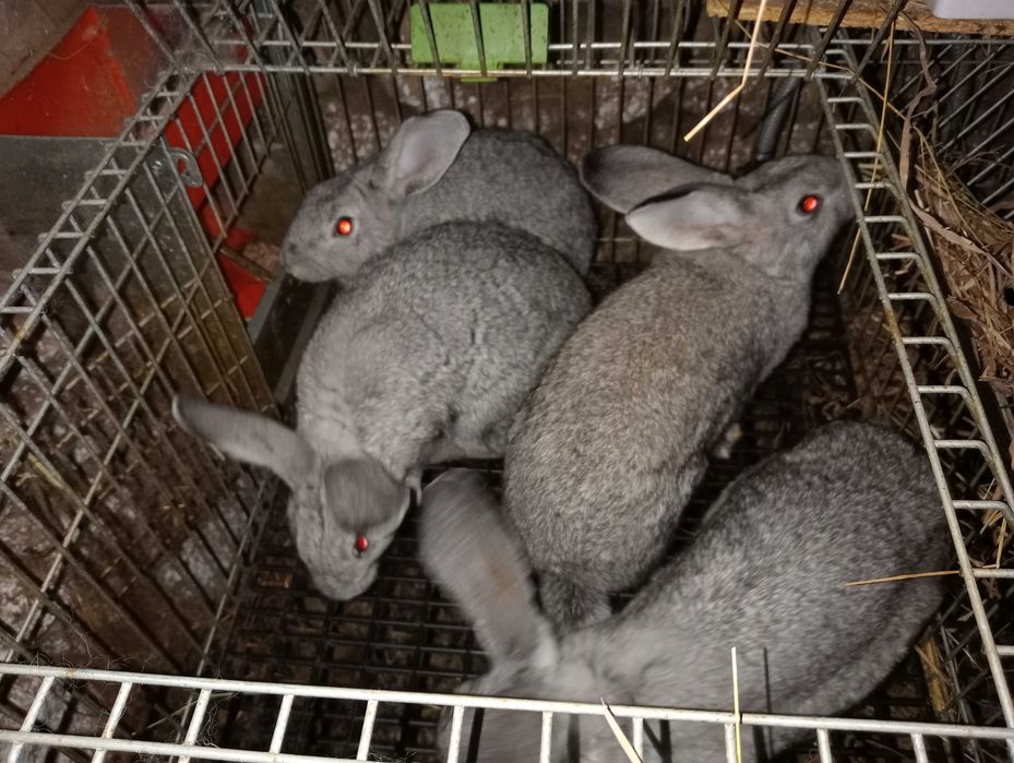 Coelhos caseiros
