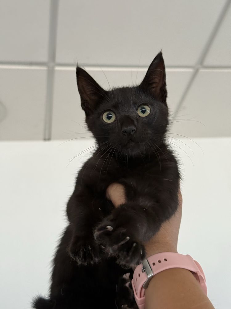 Gatinho 2 meses para adoção