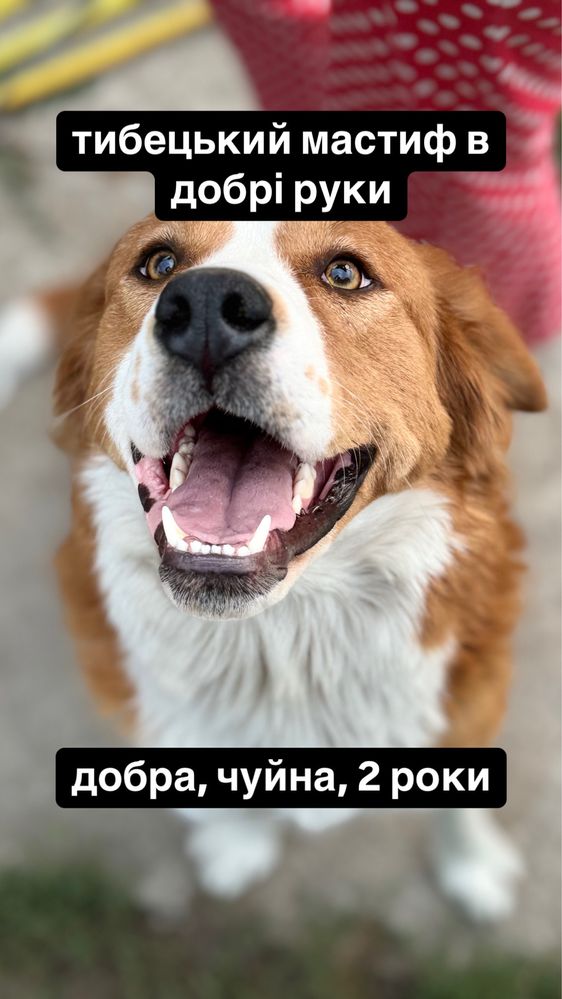 Тибецький мастиф в добрі руки