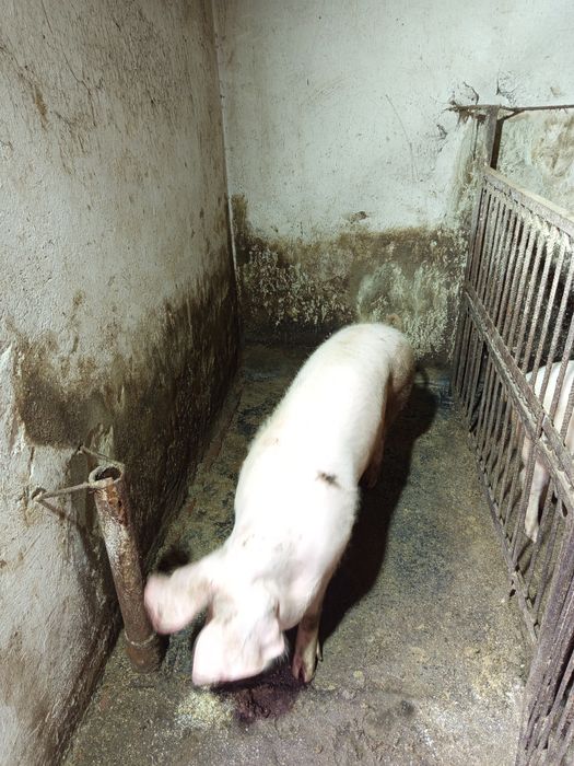 Продам свинку домашнього годування