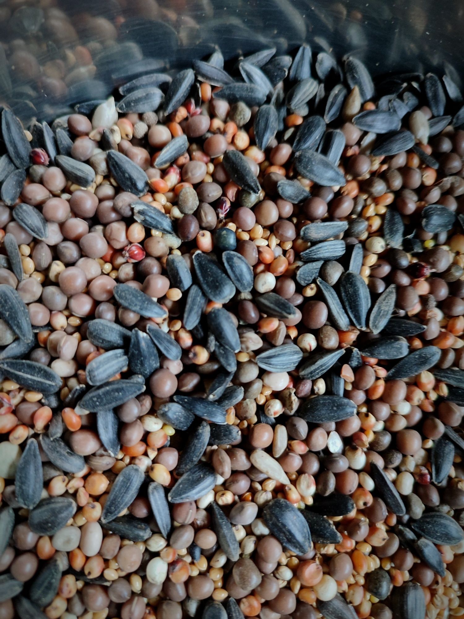 Mieszanka na paszę objętościową wyka, sorgo, proso, słonecznik, poplon