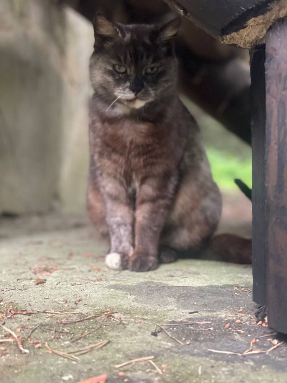 Лісові котики в добрі руки.