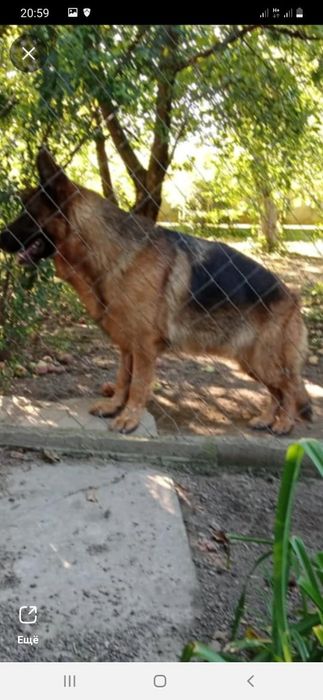 Немецкие щеночки