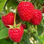 Sprzedam maliny