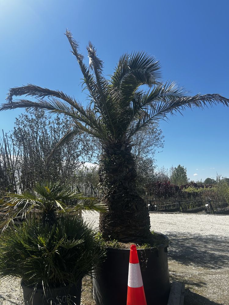 PHOENIX CANARIENSIS daktylowiec kanaryjski palma egzotyczne 330cm