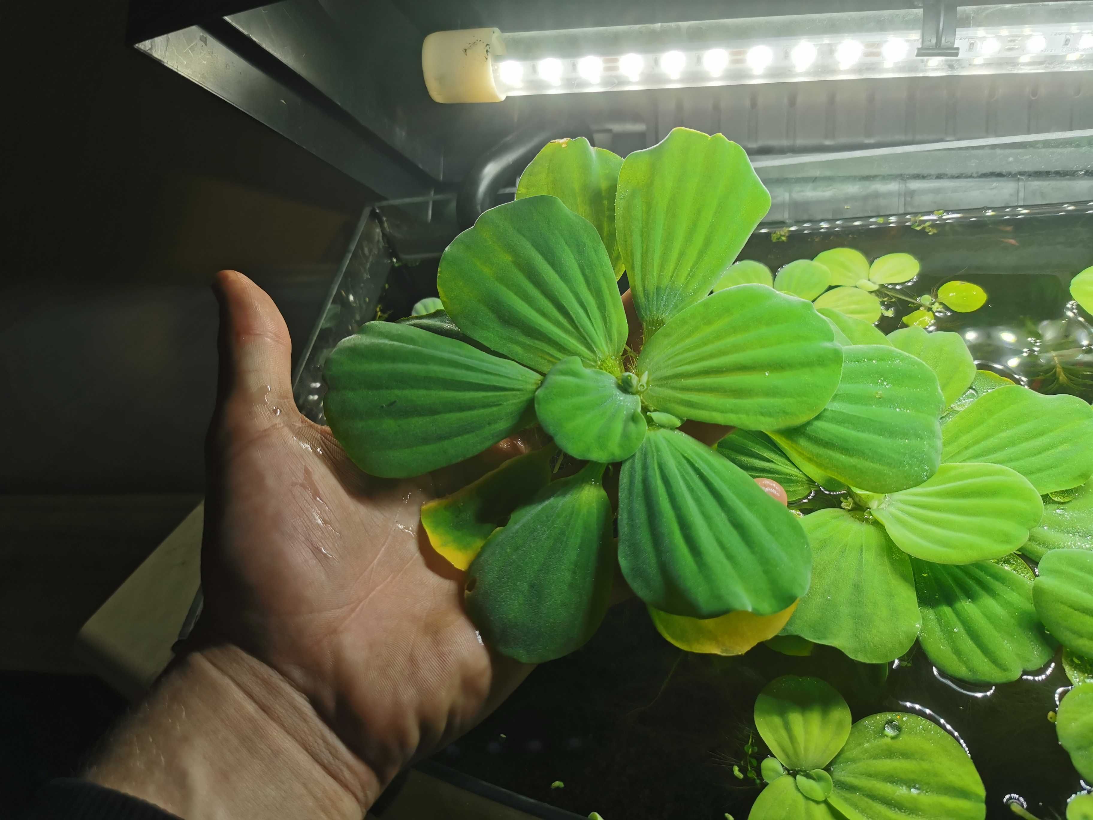 Pistia, naturalny antyglon