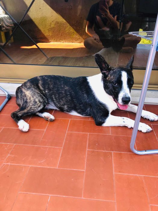 CADELA 09 MESES PARA ADOÇÃO