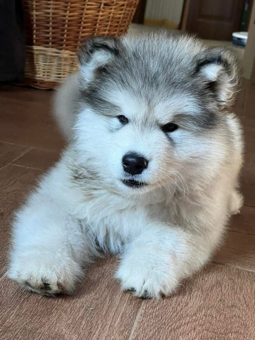 Аляскинські маламути