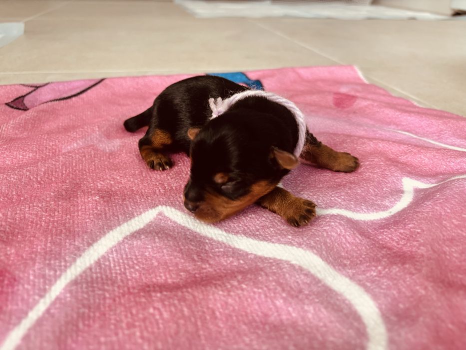 Macho Yorkshire - lindo