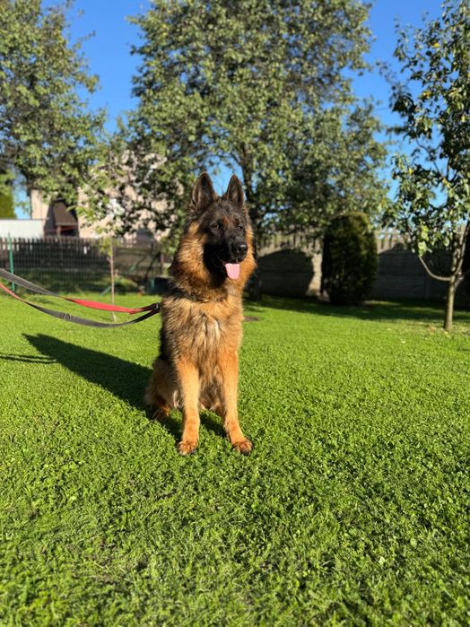 Owczarek Niemiecki dlugowlosy do adopcji