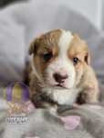 Welsh Corgi Cardigan **Sunia**Do Rezerwacji