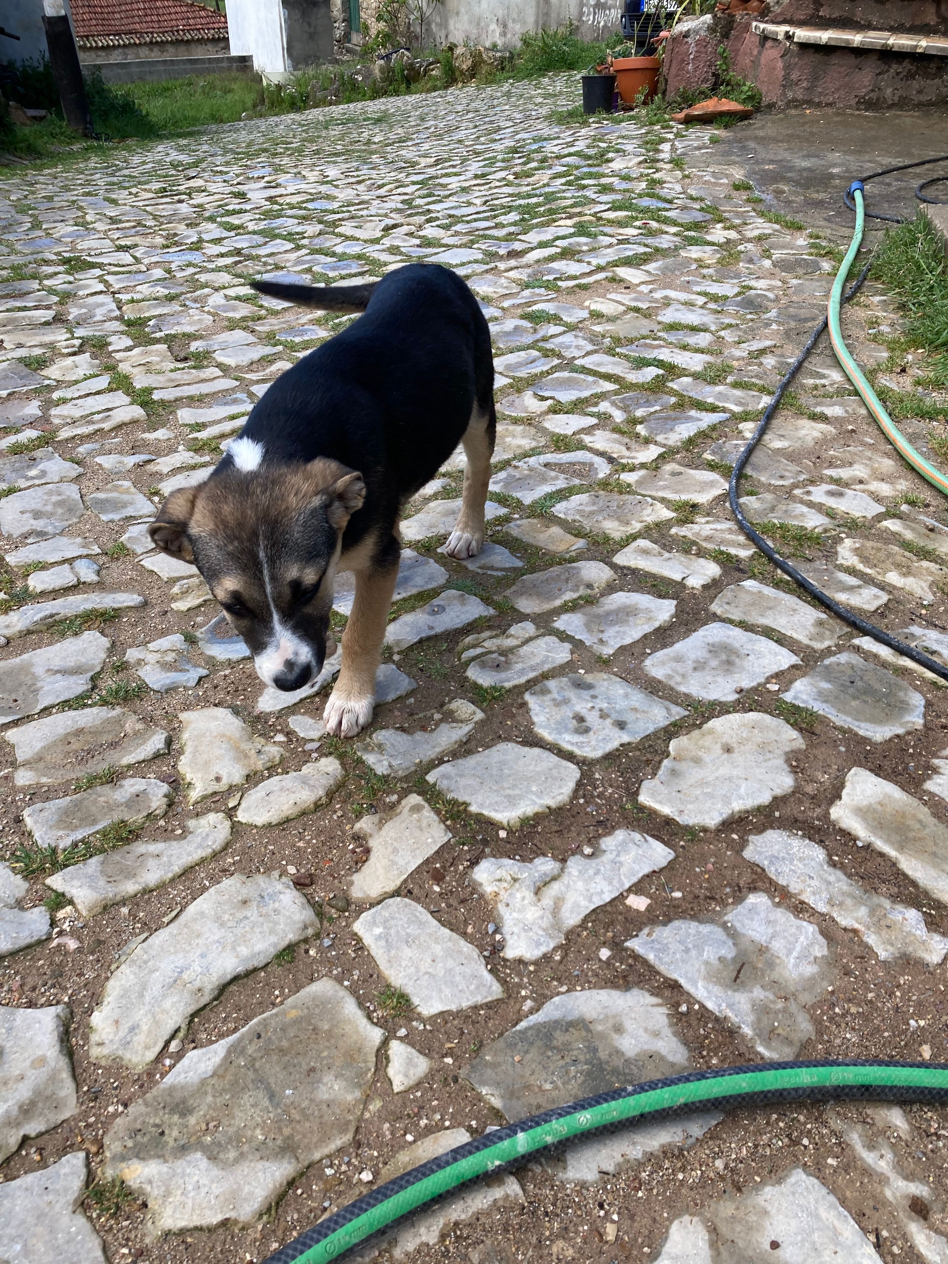 Cães pequenos para oferecer - GRÁTIS