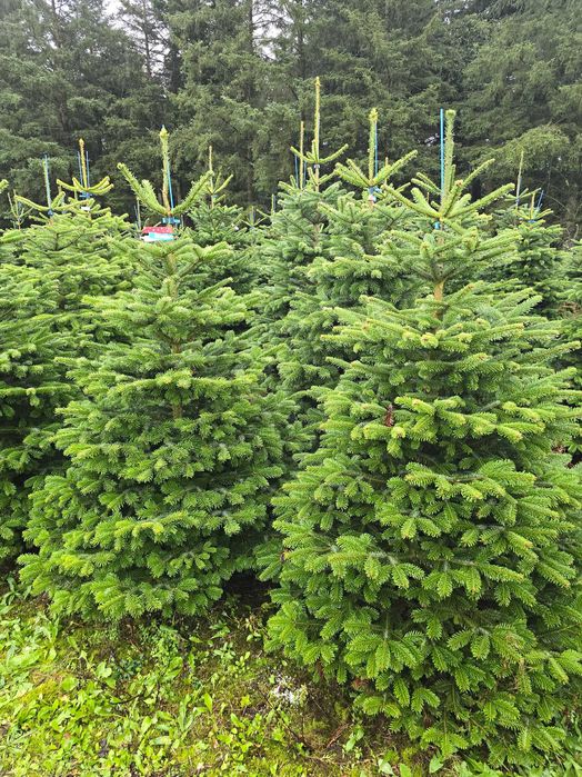 Choinki z plantacji z Danii jodły kaukaskie PRIMA odbiór 24h/7!