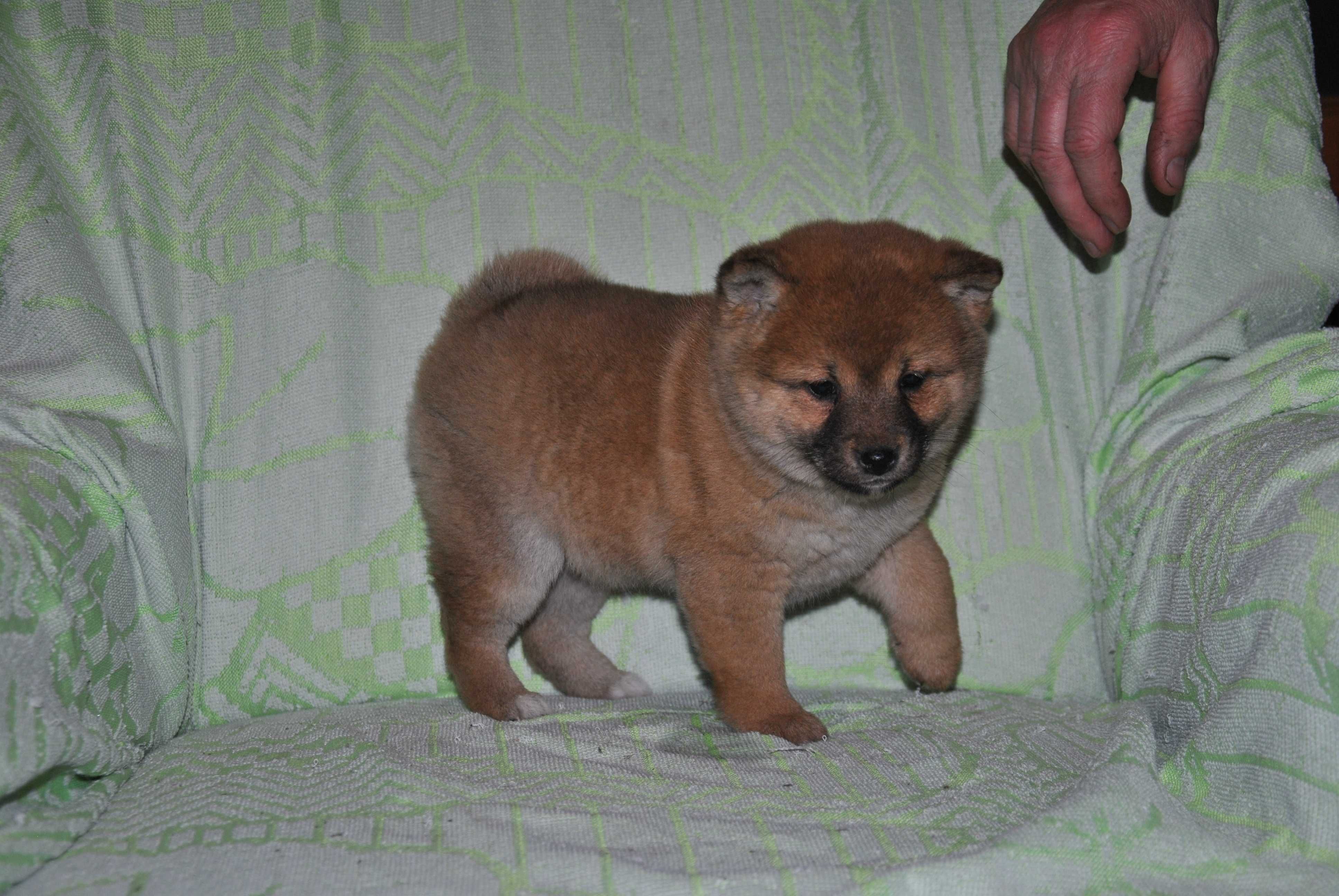 Shiba inu piesek czerwony