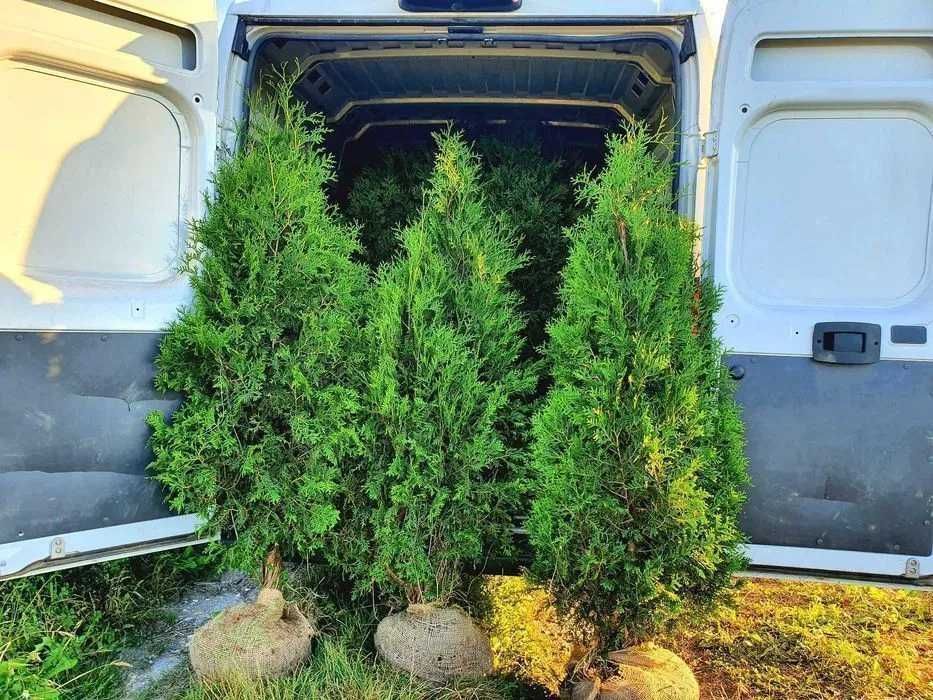 TUJA Thuja BRABANT Piękne drzewko na żywopłot wys. 170-190 cm Sadzenie