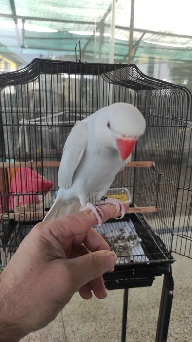 Ring Neck macho domesticado de 2025