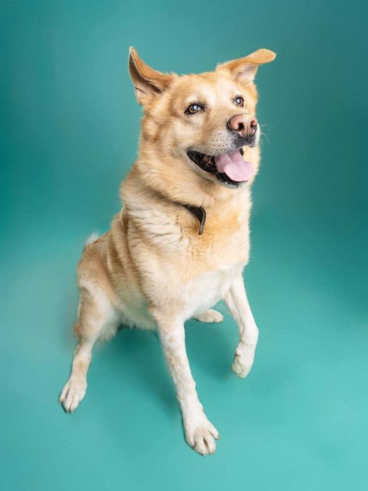 Bubuś, duży przytulas do adopcji!