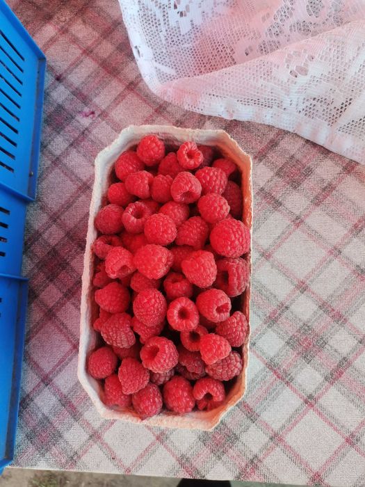 Sadzonki malin-jesiennej/letniej