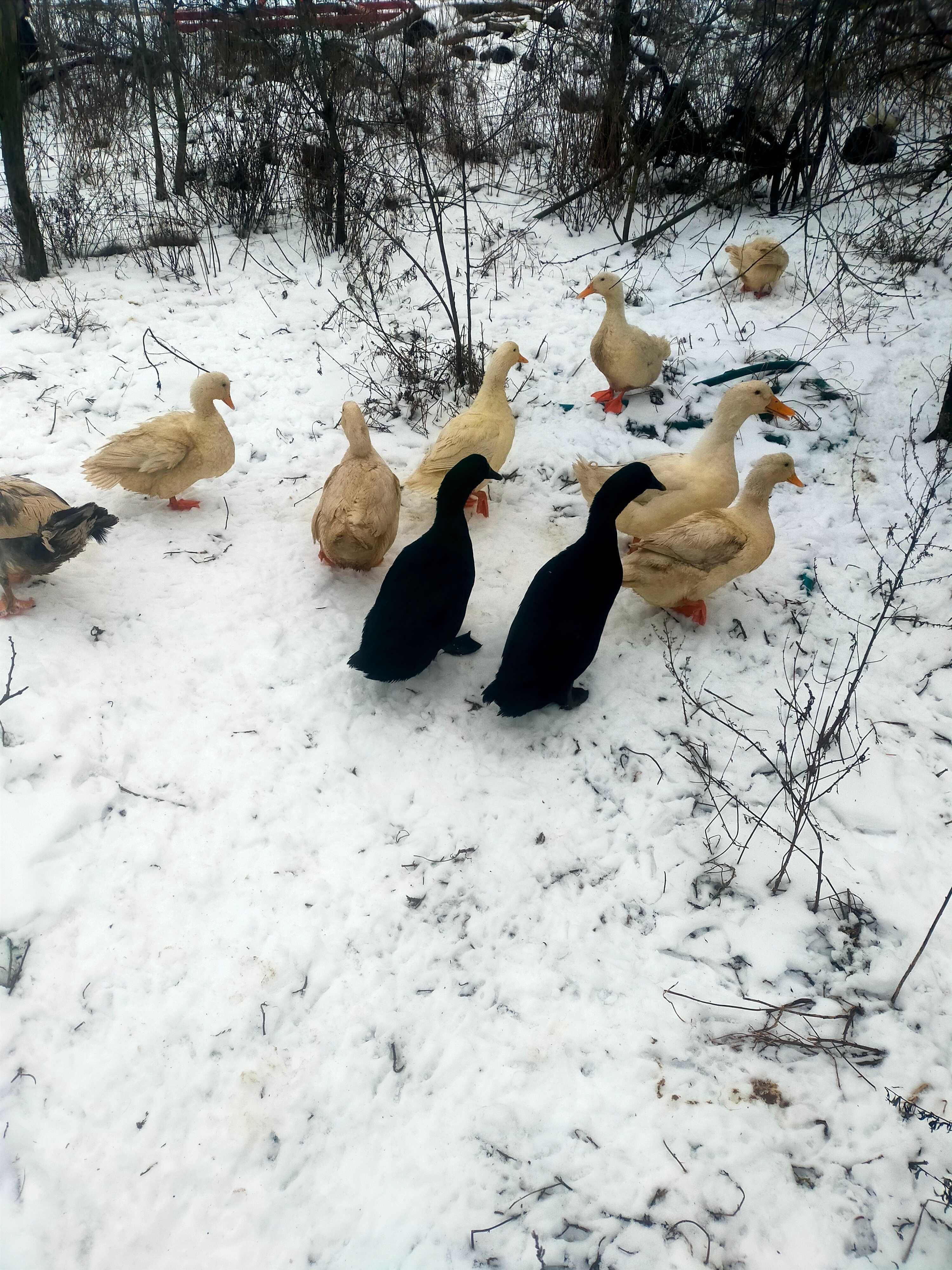 Jaja lęgowe kaczek kajuga i pekin