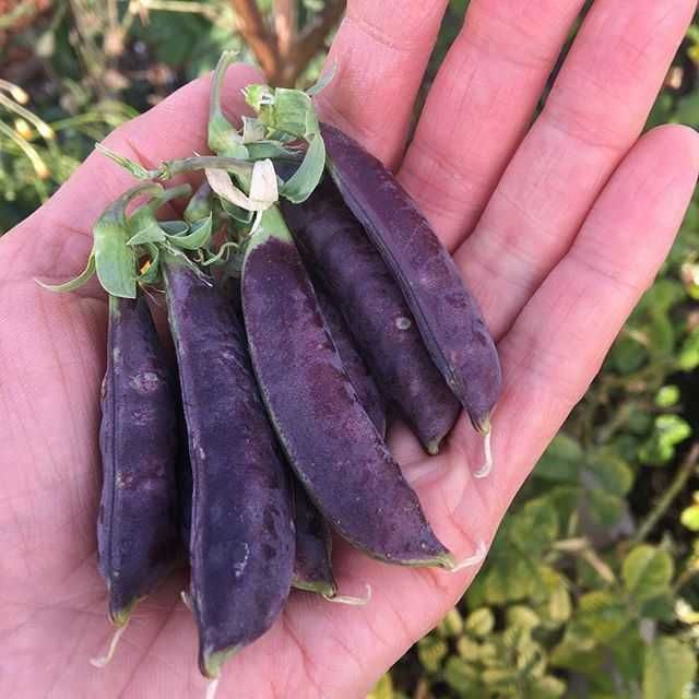 Semenes de Ervilha de vagem ROXA