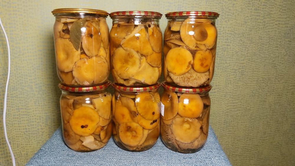 Гриби в асортименті мар. 2025 року