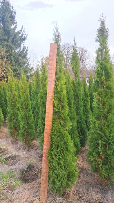 Туя Смарагд Західний