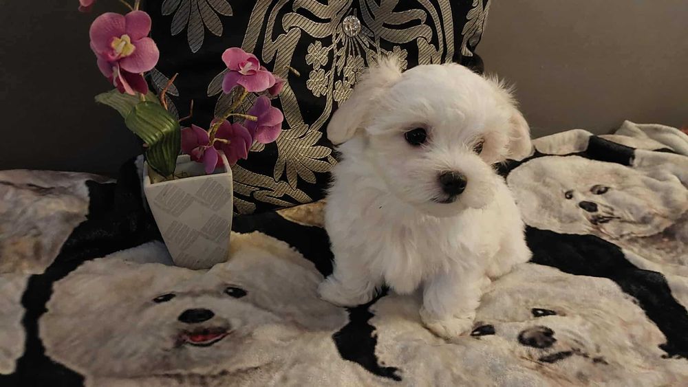 Diana śliczna suczka maltańczyka