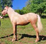 klacz roczna palomino