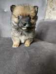 Pomeranian boo aktualne