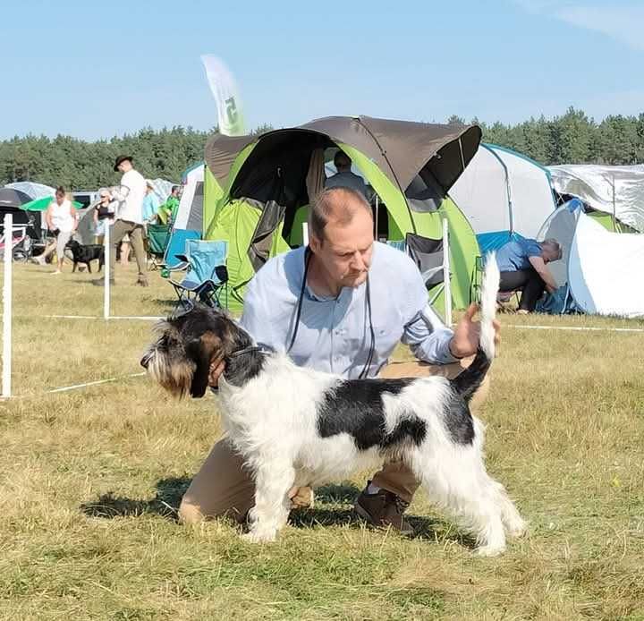Szczeniak Grand Basset GRIFFON VENDEEN FCI