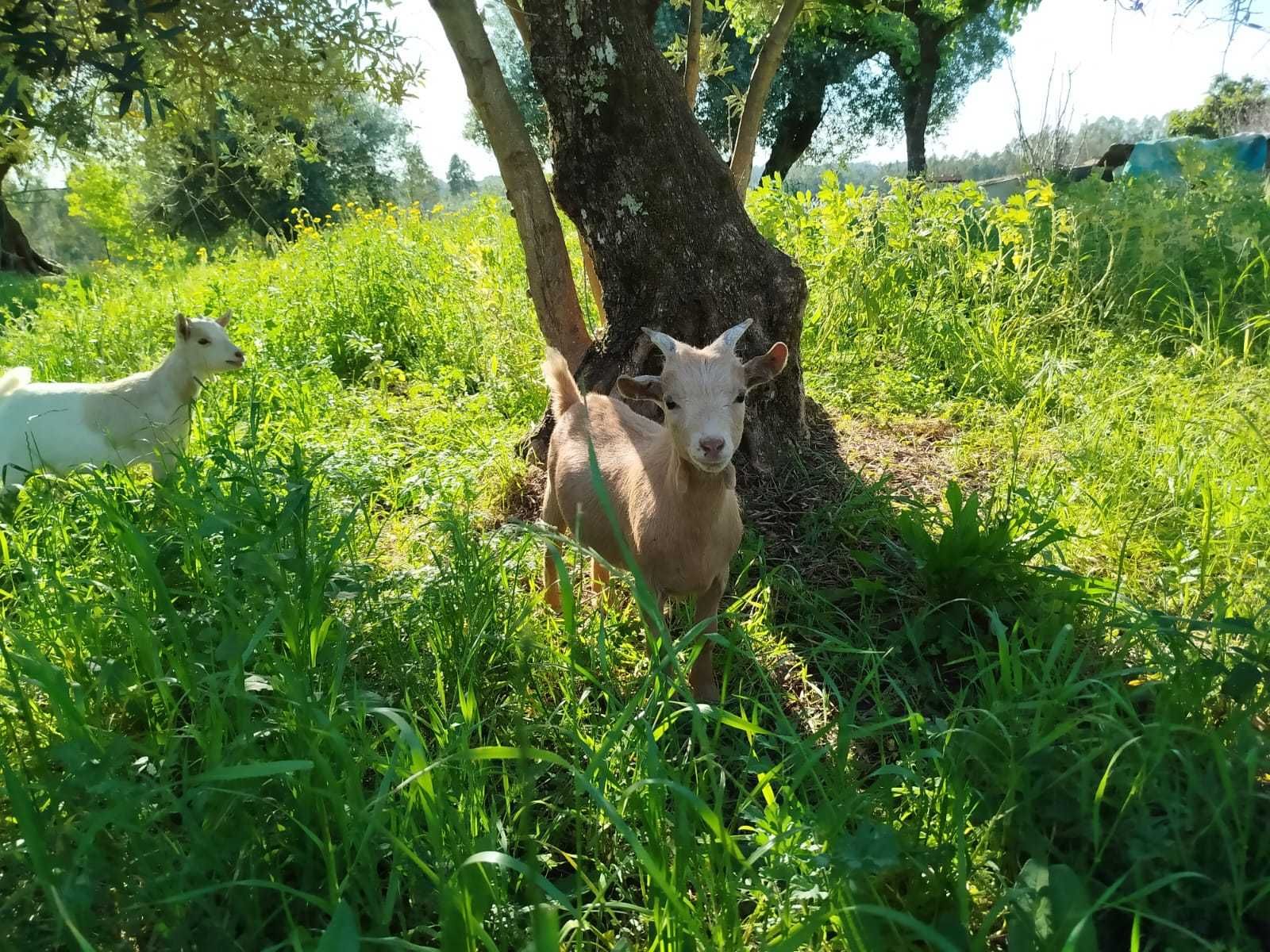 Vendo Cabrito Anão com 4 Meses