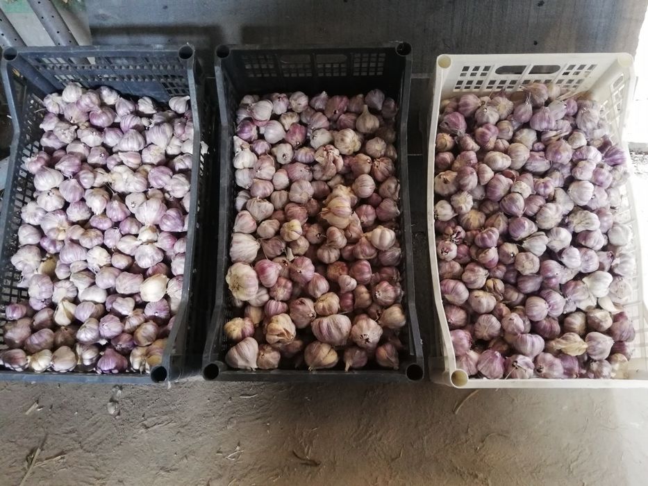 Czosnek zimowy Harnaś 5 kilogramów