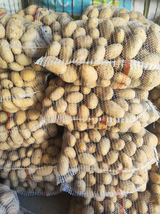 Ziemniaki młode Irys, Irga, Catania, Noya, Sifra.