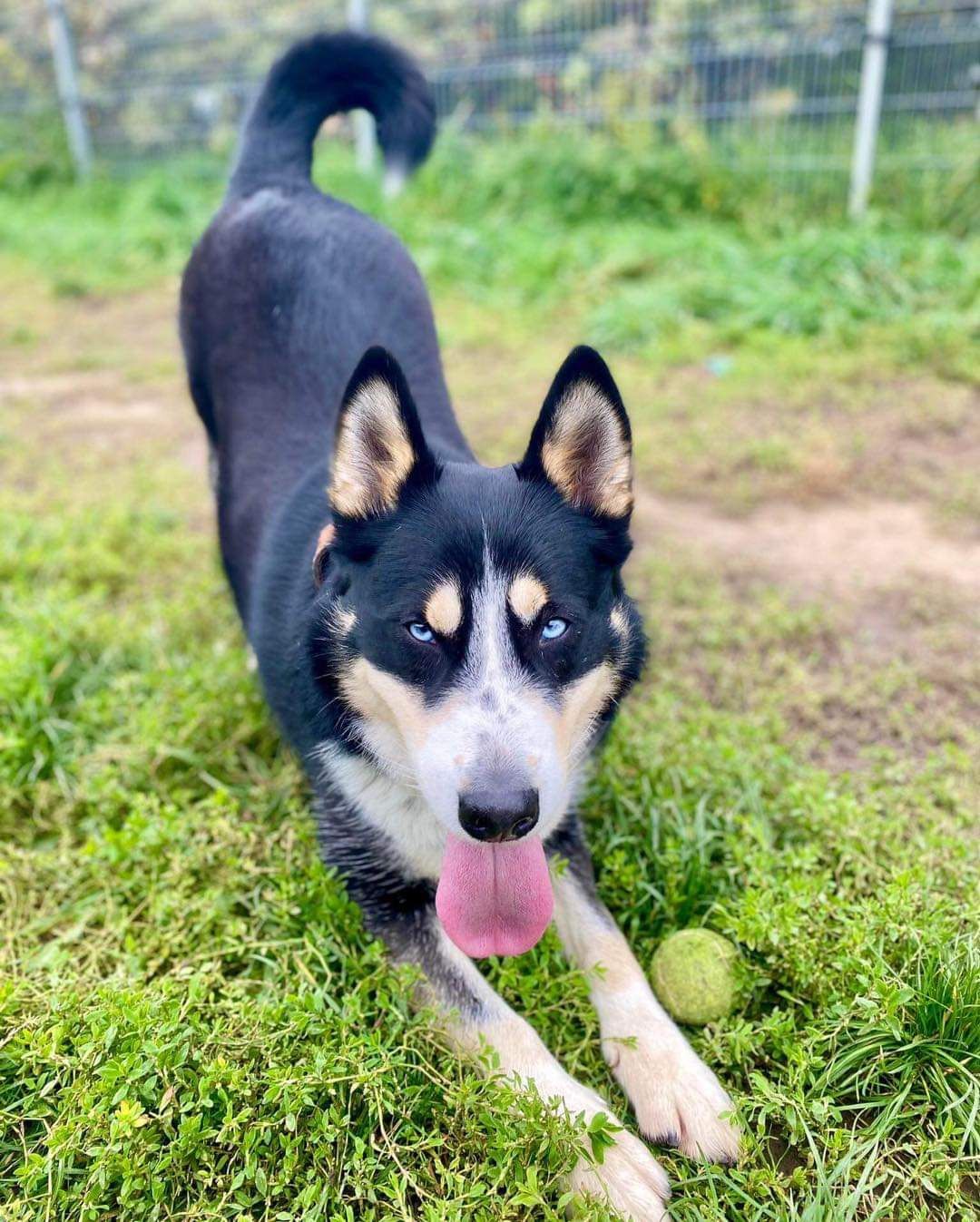 Pies Nanook w typie północniaka do adopcji!