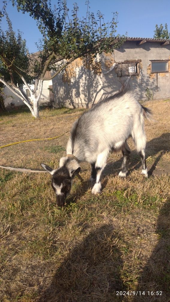 Продам дві козочки