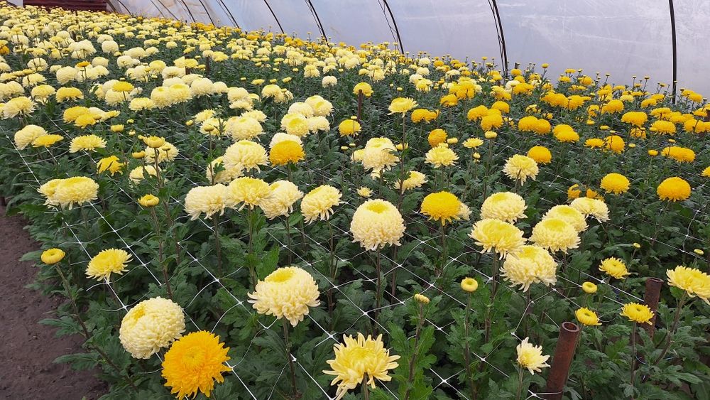 Chryzantemy drobnokwiatowe chryzantemy cięte chryzantemy grubo kwiatow