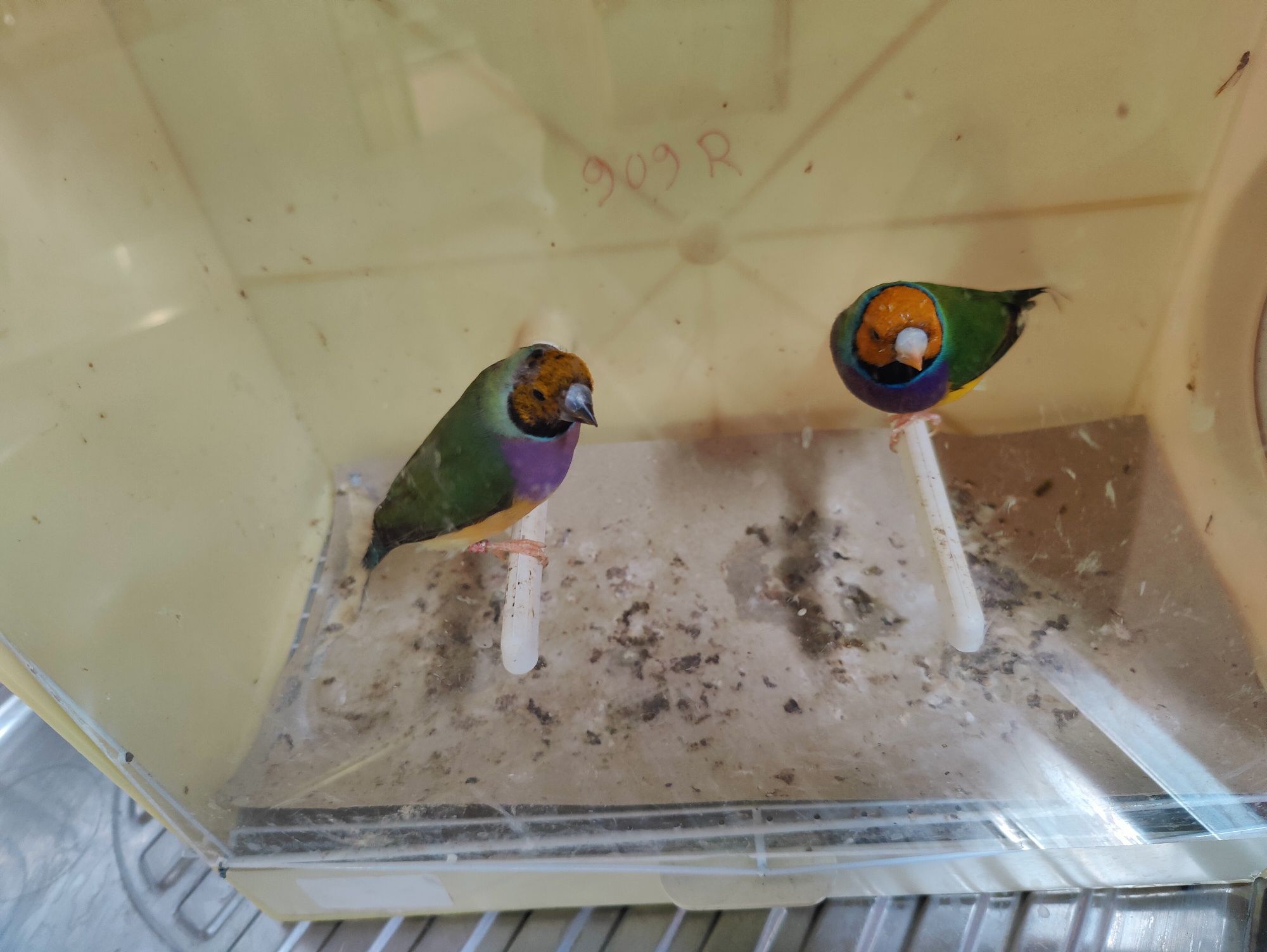Diamantes gould venda