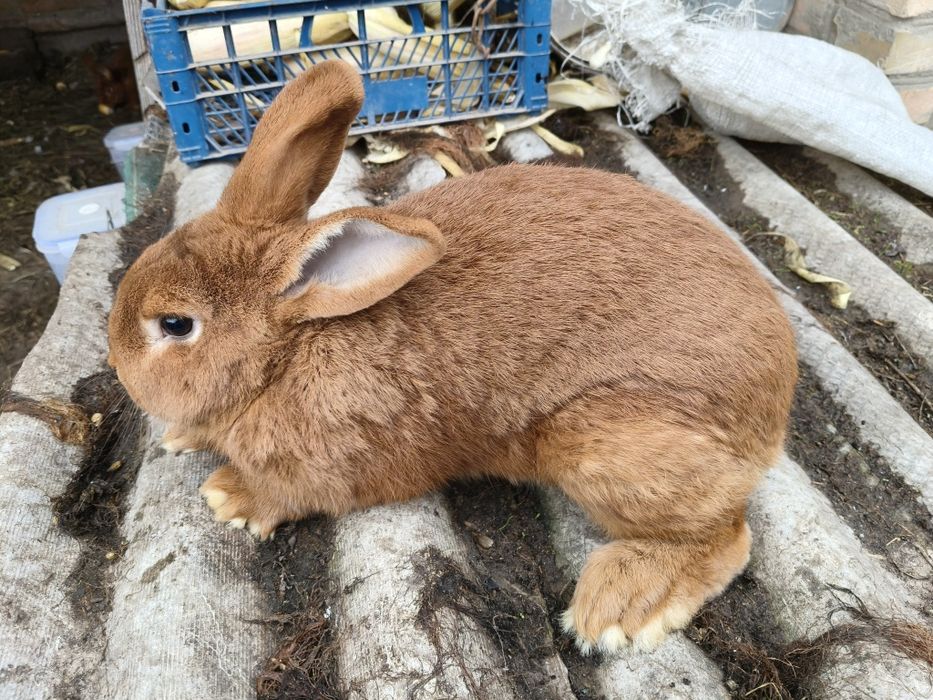 Кролі новозеландський червоний