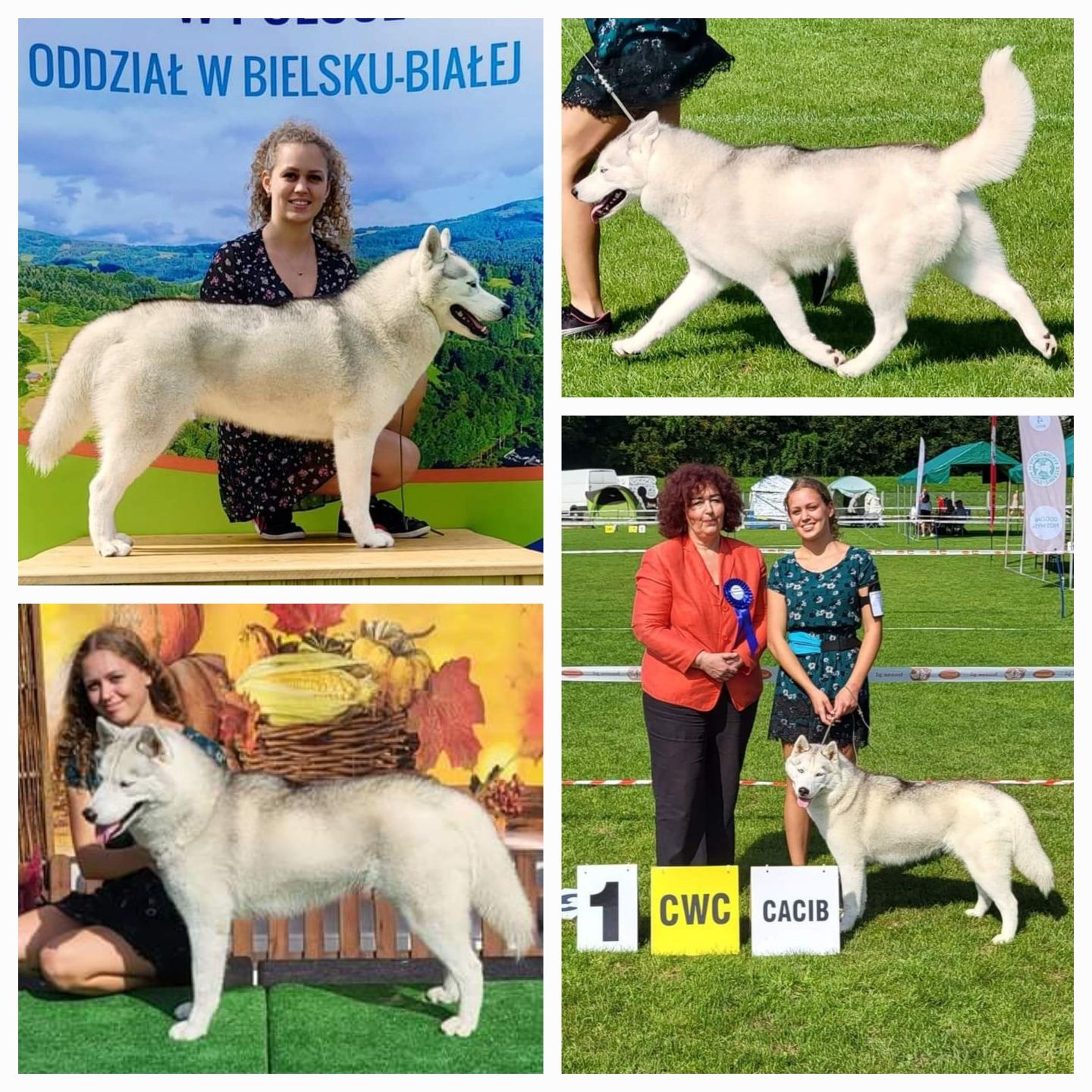 Sunia Siberian Husky po championach zkwp fci różnooka suczka siberian