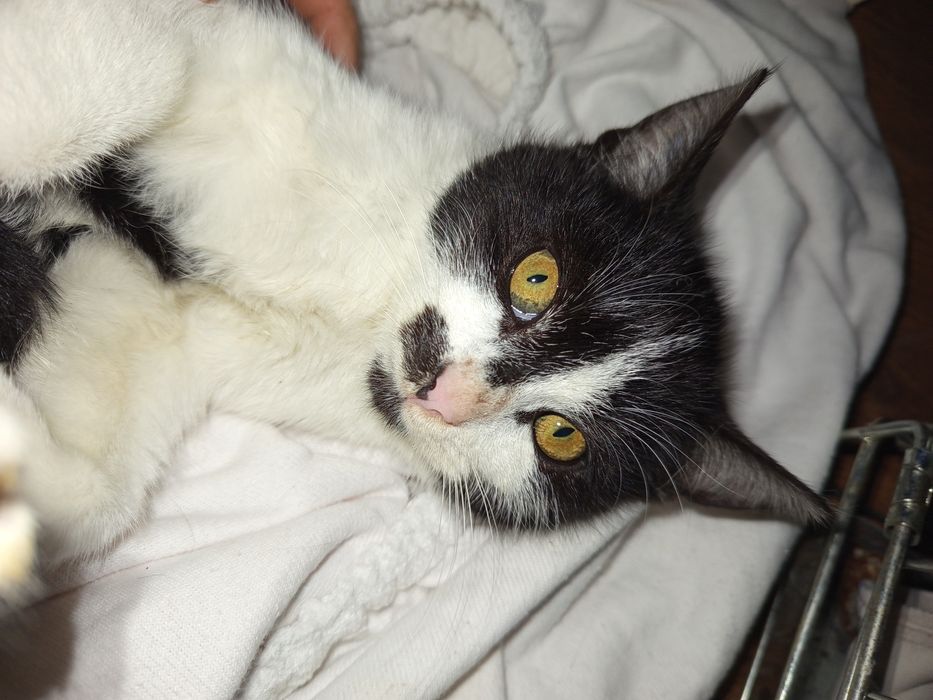 Malutki Pierniczek szuka domu