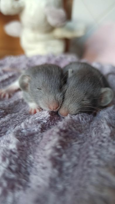 Криси дамбо, голубі дівчатка