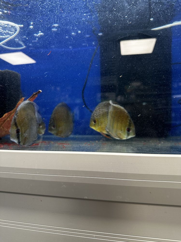 Dzikie paletki discus brown, red, green 10-13cm