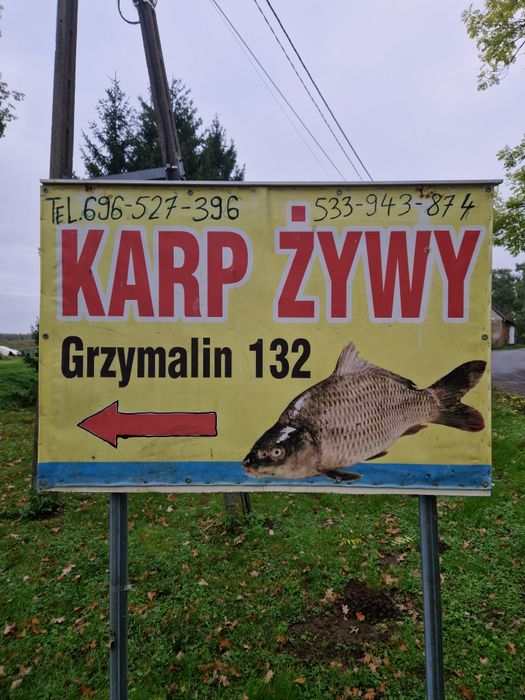 Karp żywy kròlewski Świąteczny