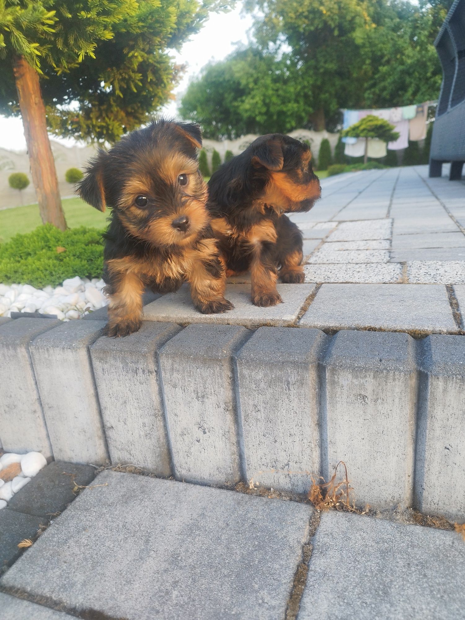 Yorkshire terrier