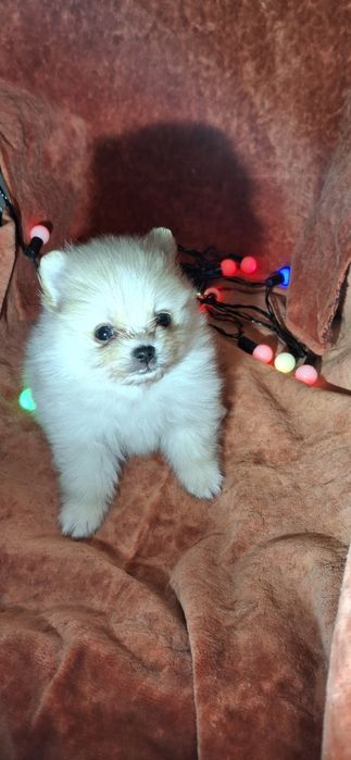 Малюки на долоню! Мiнi-хлопчики, здоровi шпiцулi шукають родини!