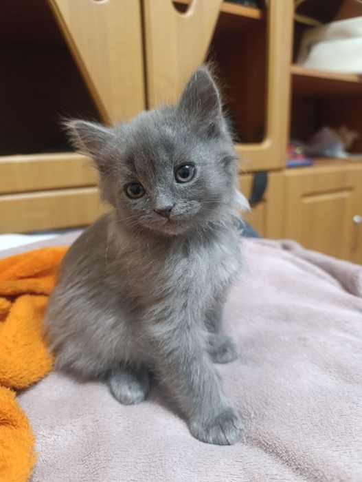 Котики в добрі руки